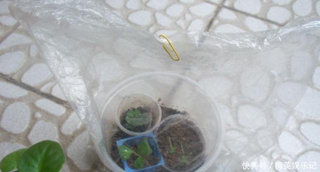 扦插长寿花:从母株上选枝叶、催根、育苗,得做好这些细节