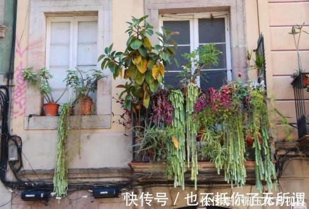 心血|老桩多肉该怎么换盆?2种方法“保活”,叫你心血不再白费