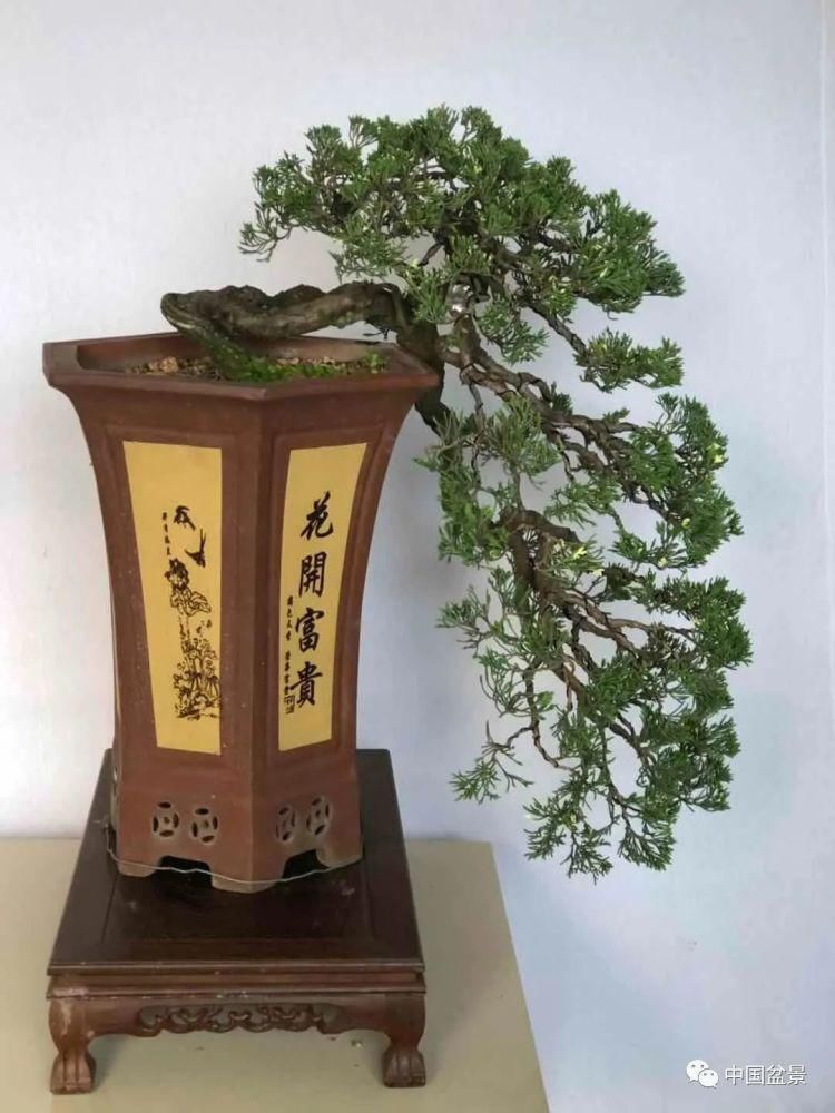 赏玩盆景，一定要是有德之人