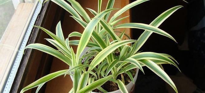 人养花,花养人,在家里养以下四盆植物,对家人身体也好