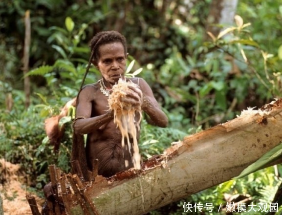 印尼一树栖族部落：房子建在50米的树上，晚上想上厕所十分麻烦