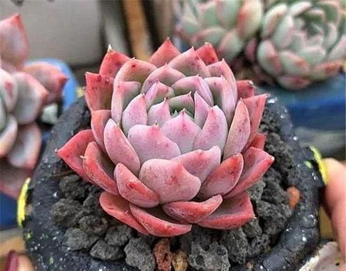 家里养多肉,给它喂3种“促长水”,根系长得壮,侧芽抽不停!