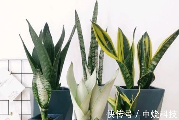 家中养盆虎皮兰,用点“小技巧”,叶片肥厚油亮,新芽窜满盆