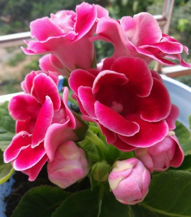 “此花”没有哪种花能与之“媲美”，堪比玫瑰和牡丹，娇艳绚丽！