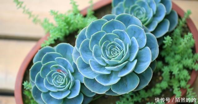 5种一般人养不活的多肉,入坑前要做“功课”,不然养一盆死一盆!