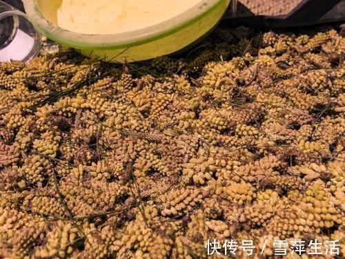 神药|李时珍称它为“不老神药”,久服令轻身,百元一斤,真那么神奇?