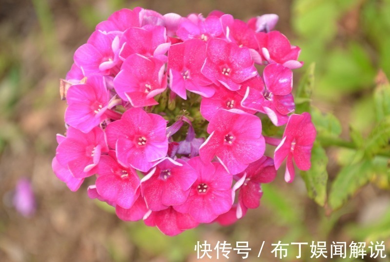 新手养花就选5种花,花期长、易爆盆、超漂亮,养100盆也不多!