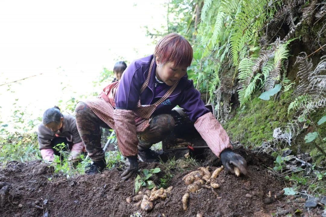 毕节|金海湖新区（毕节高新区）青龙街道河尾社区：瘦土变“黄金”　铺出致富路