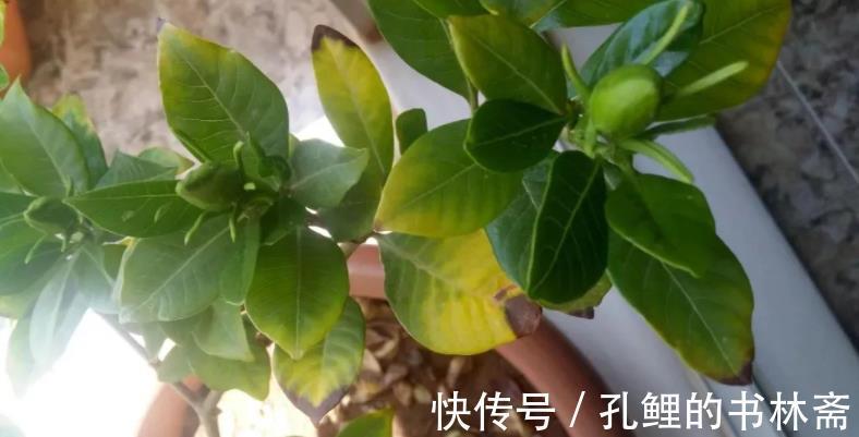 花芽|8月盆栽栀子花,4点打理到位,植株呼呼往外冒花苞