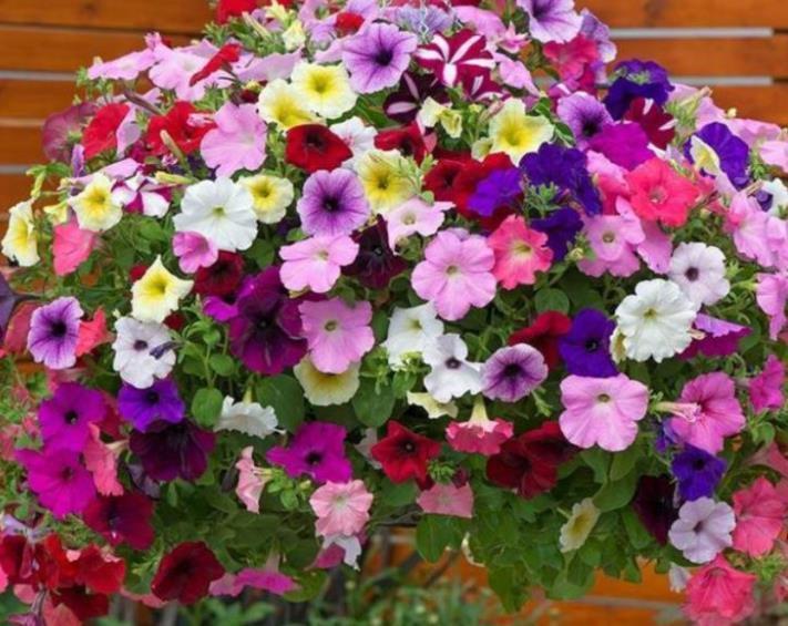 家里就养“4种花”,从年头“香”到年尾,随便一养成花海