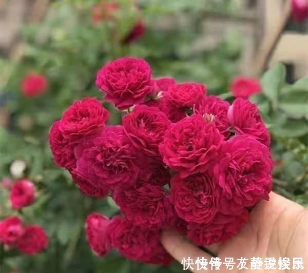 三季|花卉中最香的花,浇水就疯长,比牡丹艳、比桂花香,花开三季