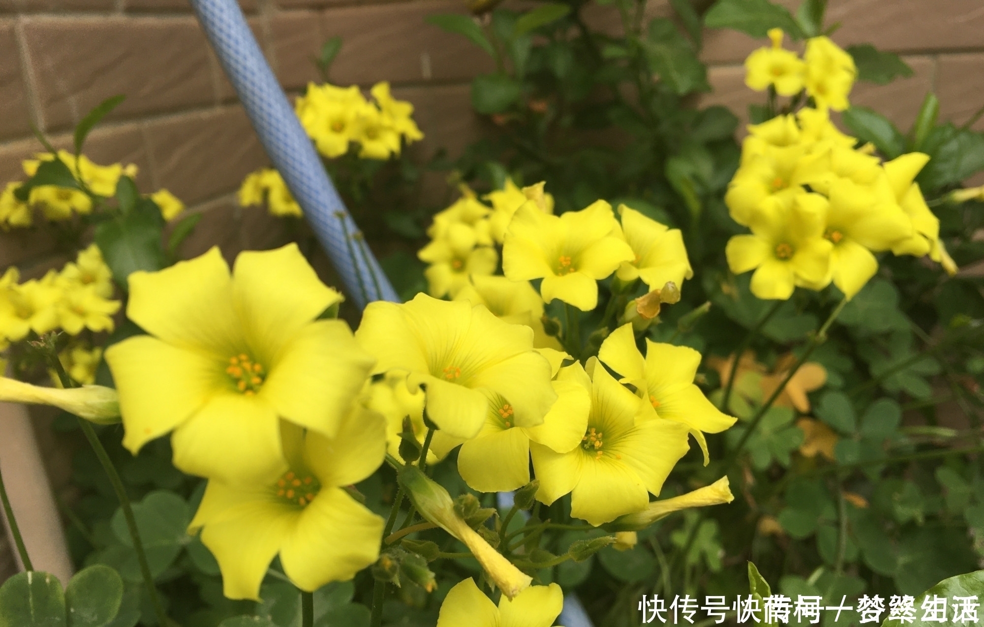 黄麻子|三种花非常顽强皮实,种哪长哪,生长开花不停