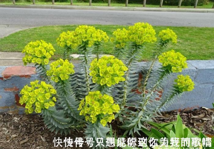 蓝精灵|10种最耐寒的多肉植物,零下了都不会死,新手就养它们吧