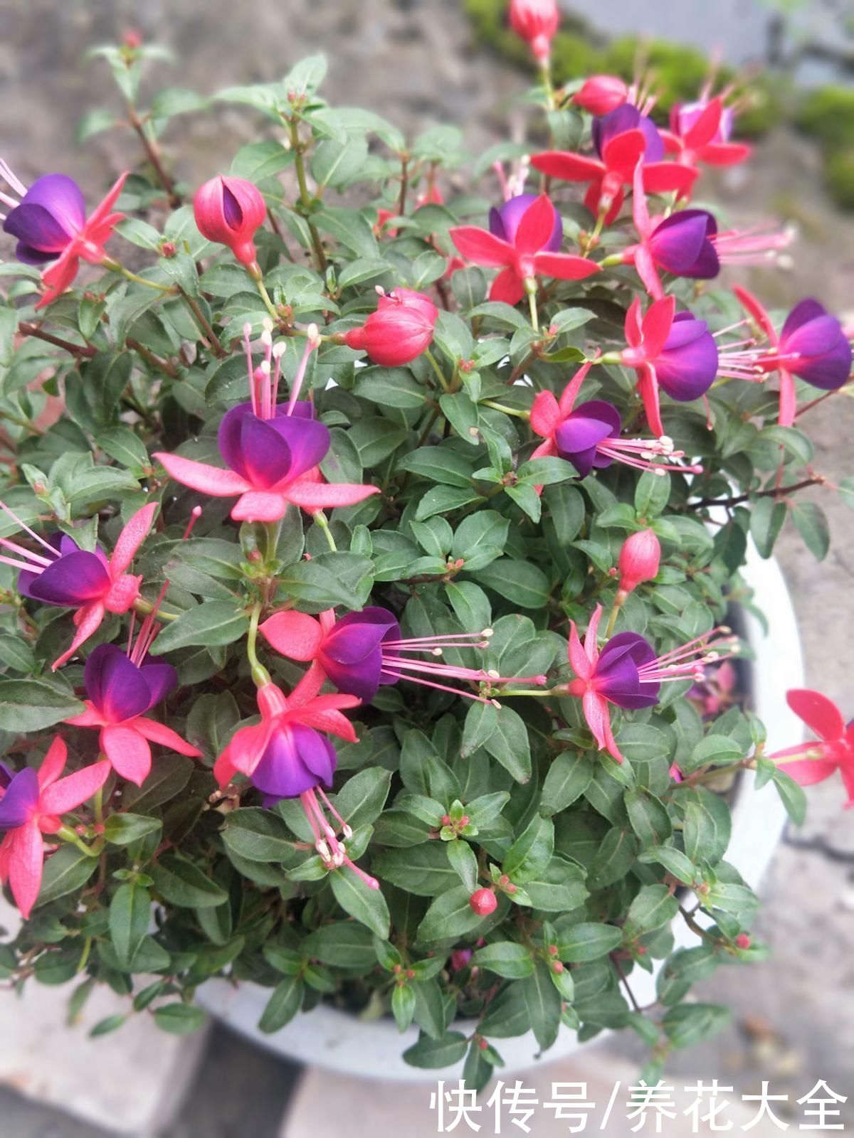 山茶花|古人说的盆花五姊妹,一个比一个漂亮,放在居室真美观