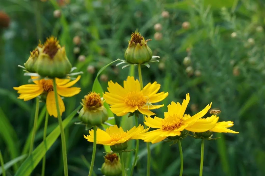 醉酒词&李清照11首醉酒词,饮尽一生喜乐悲欢
