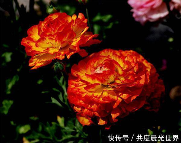 宝石|10多种宝石、几十道工序,诠释了这些花朵昂贵的原因