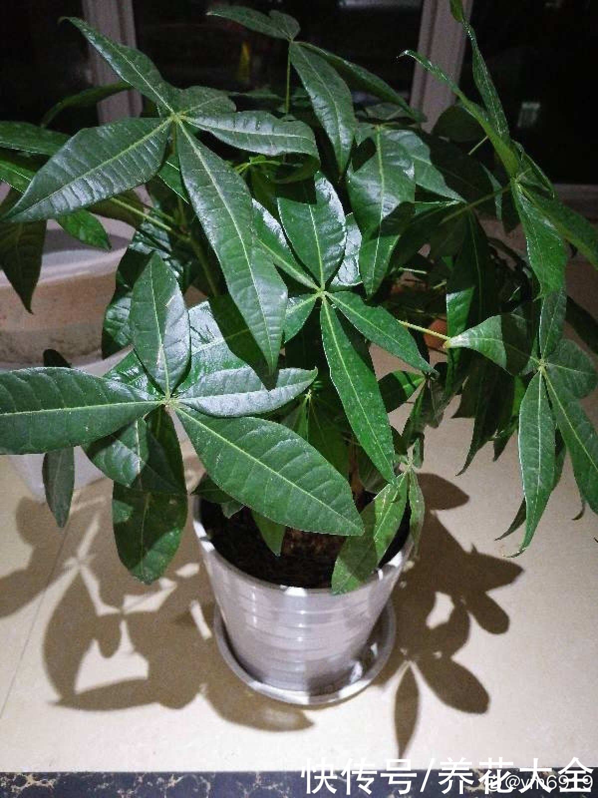 长不好|想养好发财树，修剪是关键，长得旺盛还有型