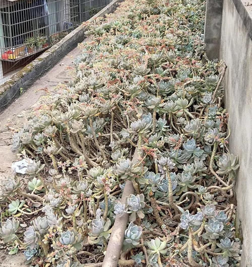 美人|一种名叫“美人”的植物,皮实好养长得快,一棵长出一大片