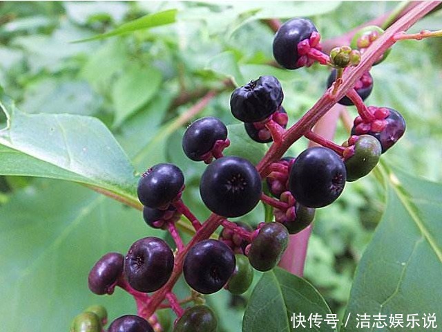 农村有一种“恶草”,其根人称“见肿消”,消肿有奇效,你可见过