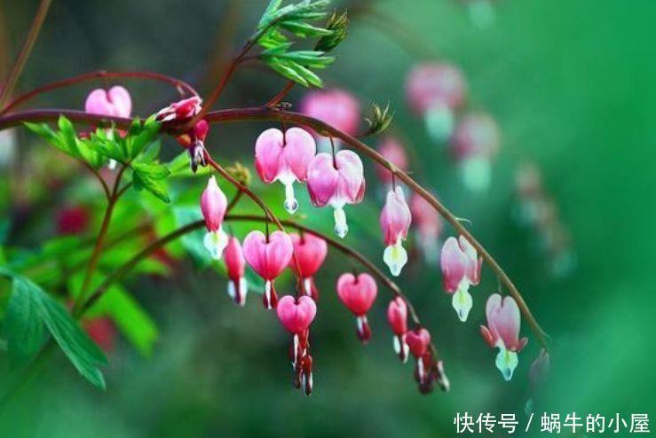 清香|几款花卉好养易爆盆，散发清香改善睡眠质量，一觉睡到天亮