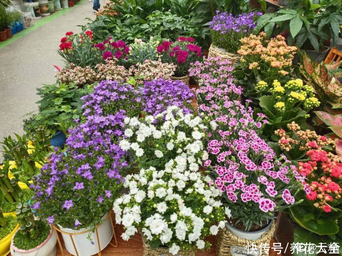 多肉|养花8年，总结出6个“坑”，早看早避开