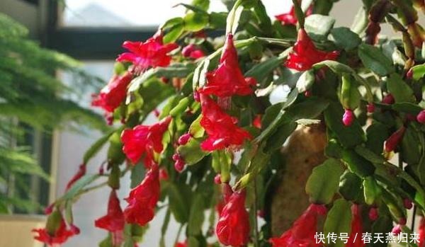 厨房油烟机废油该怎么处理摸清使用技巧,养花不用掏钱买肥料