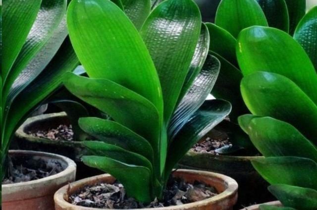 花盆|君子兰叶子长歪,教你3种方法纠正,株形整齐才更美观