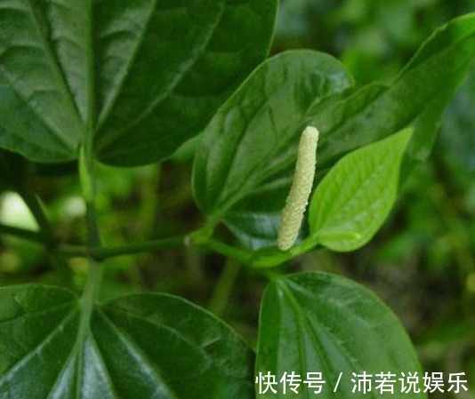 农村|这种农村的野草,不仅能消肿止痛,还能治疗各种皮肤病!