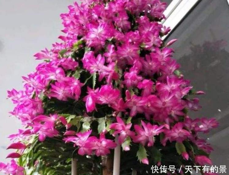 几款颜值超高的花卉,一年四季花开不停,好养又漂亮