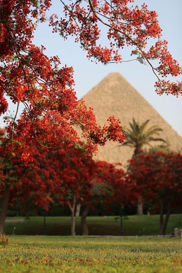 凤凰|埃及开罗：又到凤凰花开时