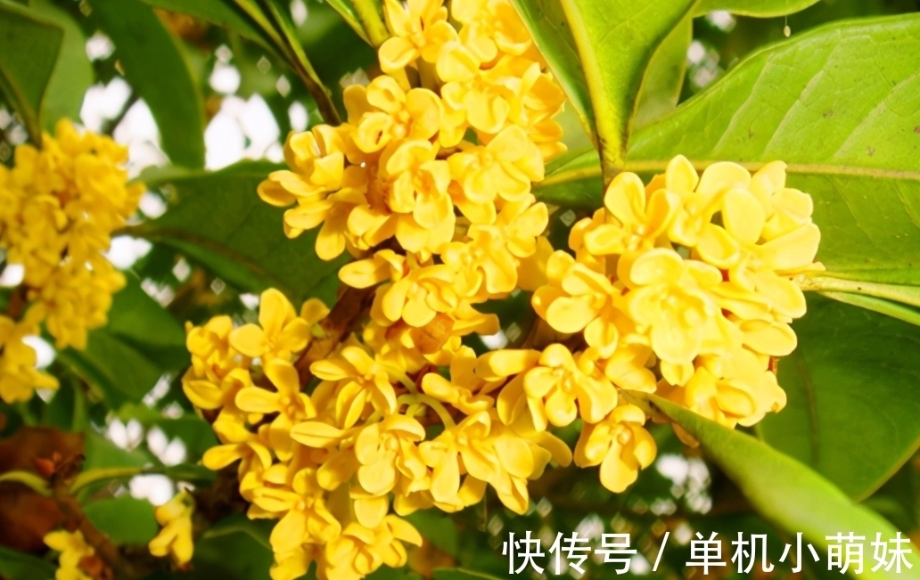 子孙|民间俗语“院中有五树,子孙一直富”,说的是什么树?依据是什么