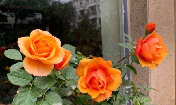 长势|8月13日-8月22日，庭院选这几款花，开花艳长势旺，开的灿烂