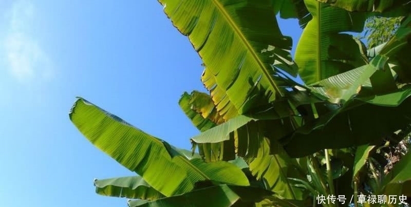 李清照晚年很凄美的一首词,通篇借景抒情,写尽了一生的委屈!