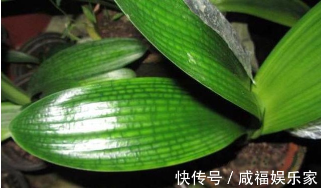 深秋养好花，不能少了“它”，比如绿萝和吊兰就是典型的代表