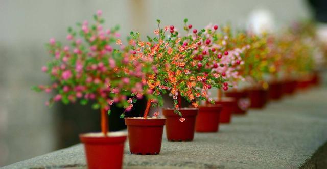  通风|想要养好花，只要知道这7件事