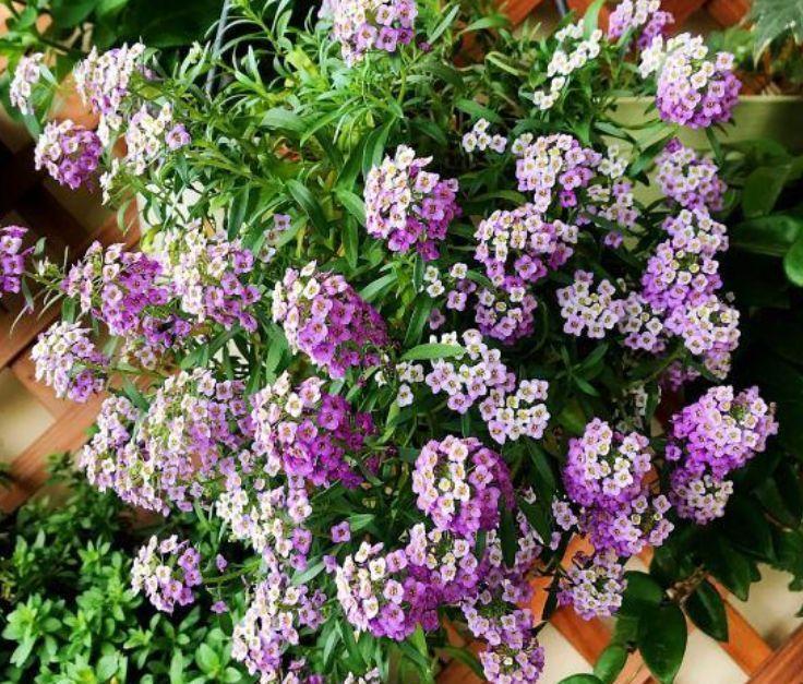 适合新手养卉的4种花,不用费心就很好,开起花来拦不住