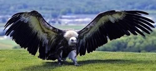 祖先 人类的祖先为什么没有驯服飞行动物为坐骑