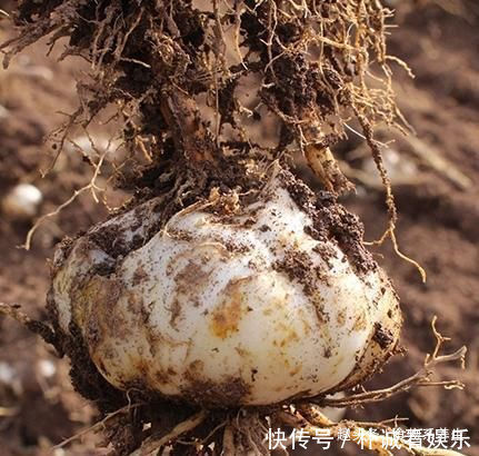 女人|女人再節儉這5種堿性食物也要吃,補充天然雌激素,讓你更年輕