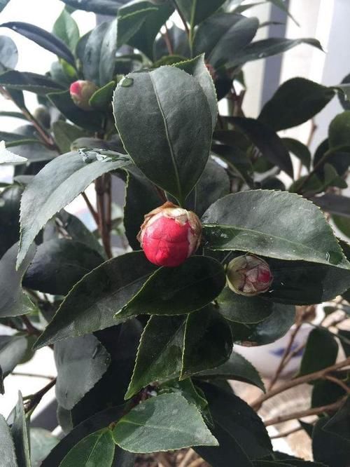花蕾掉光的茶花,一点都不好看了,该怎么解决?