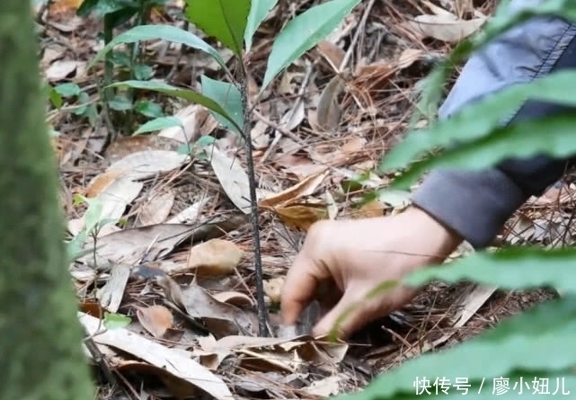 金线莲|大山里一种珍稀植物，市场上一斤好几百，妹子两小时只摘到一小把