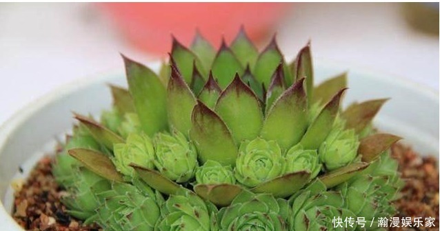 光照|观音莲这样养,群星捧月,有驱邪纳降,吉祥如意之意