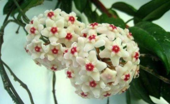 适合冬天养护的花卉,漂亮易爆盆,阳台变花海,越养越喜欢