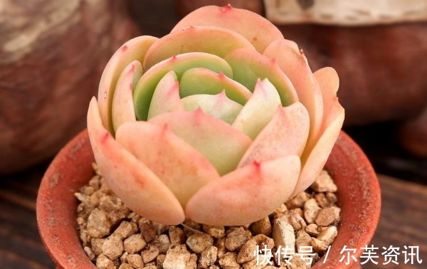 碧桃|多肉碧桃长气根怎么办以下3个原因要知道,植株健康又美观