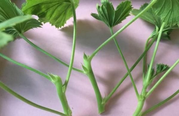  不用|天竺葵不用买，折一段枝就能开成花球！