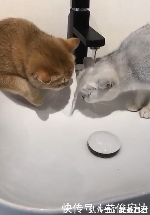 |两只猫水龙头下喝水，竟上演如此搞笑一幕，宠主看了笑到肚痛