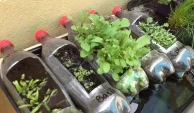 捡30个“空油桶”饮料瓶,这样种菜养花,家里都不用“买菜”了