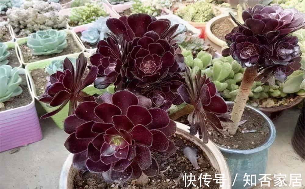 紧凑|4种漂亮多肉，夏天浇水懒一些，叶片紧凑像玫瑰，轻松度夏好养护