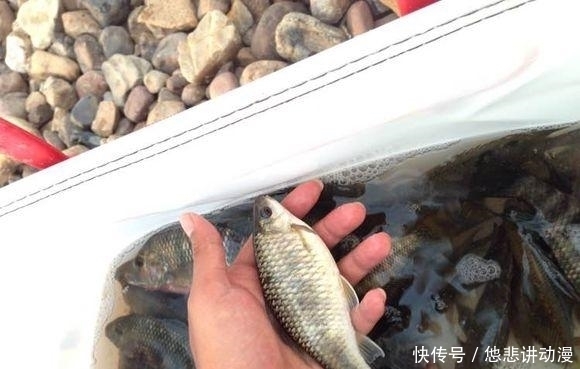 河面黑压压一群,都是罗非鱼,一下午钓几十斤