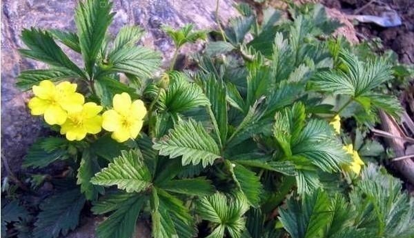 糖尿病|农村随处可见的翻白草是是治疗糖尿病的良药