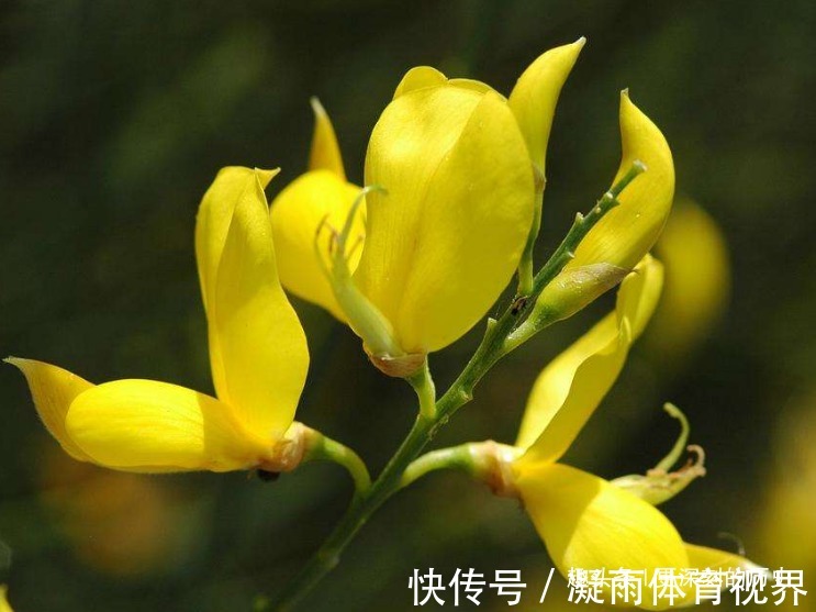 银绿色|此花花色金黄，妖娆的花姿宛如展翅欲飞的金色雀鸟，格外璀璨夺目